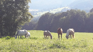 reiterhofgruber_3003001.jpg